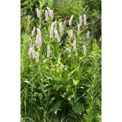 Polygonium bistorta (persicaria)