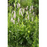 Polygonium bistorta (persicaria)