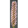 Polygonium bistorta (persicaria)