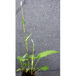 Polygonium bistorta (persicaria)