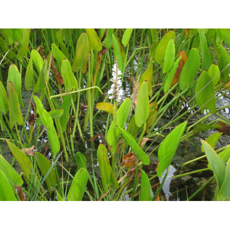 Pontederia cordata alba