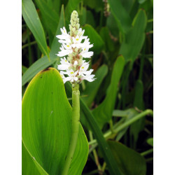 Pontederia cordata alba