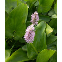 Pontederia cordata Pink (rose)