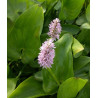 Pontederia cordata Pink (rose)