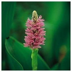 Pontederia cordata Pink (rose)