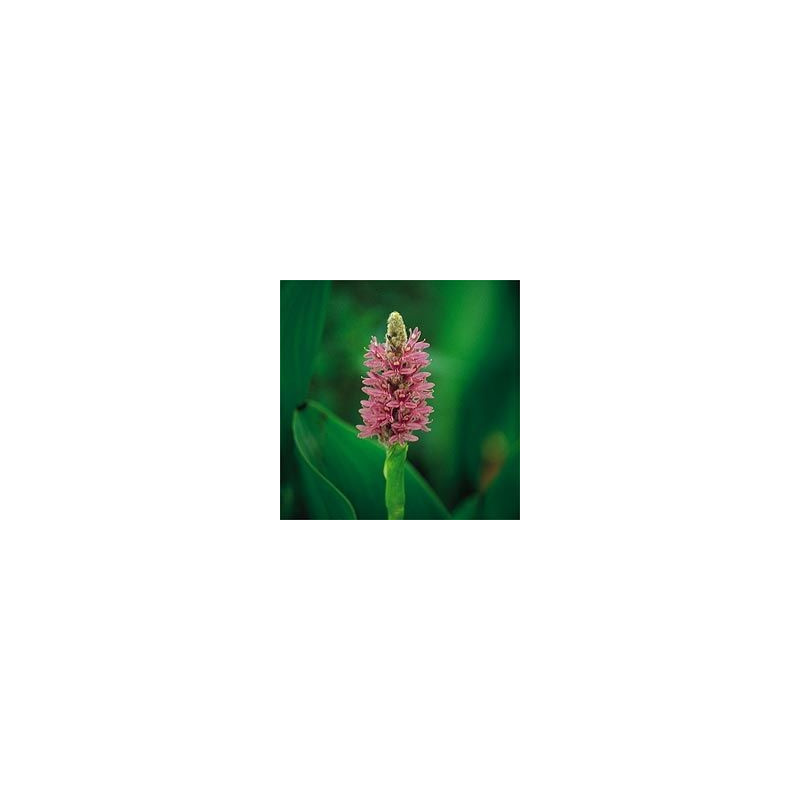 Pontederia cordata Pink (rose)
