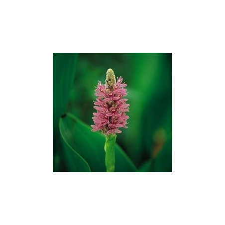 Pontederia cordata Pink (rose)