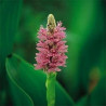 Pontederia cordata Pink (rose)