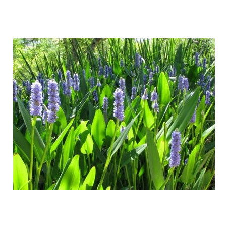 Pontederia lanceolata