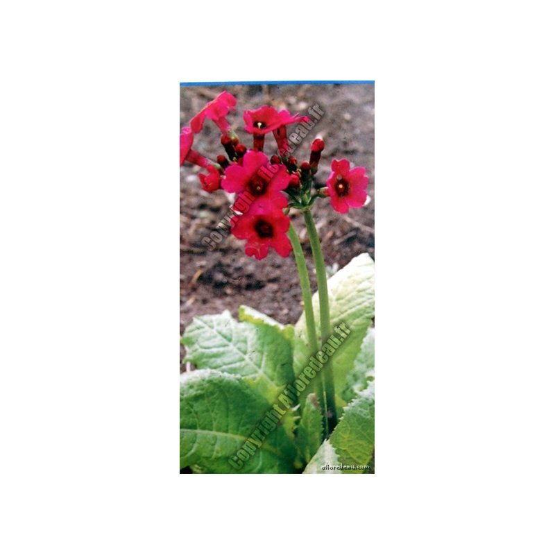 Primula japonica "Miller's Crimson"