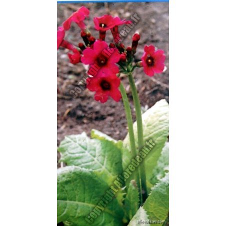 Primula japonica "Miller's Crimson"