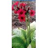 Primula japonica "Miller's Crimson"