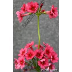 Primula japonica "Miller's Crimson"