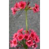 Primula japonica "Miller's Crimson"