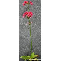 Primula japonica "Miller's Crimson"