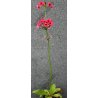 Primula japonica "Miller's Crimson"