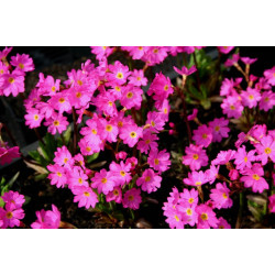 Primula rosea grandiflora