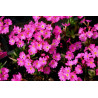 Primula rosea grandiflora