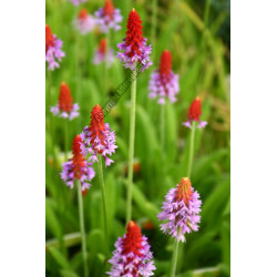 Primula vialii