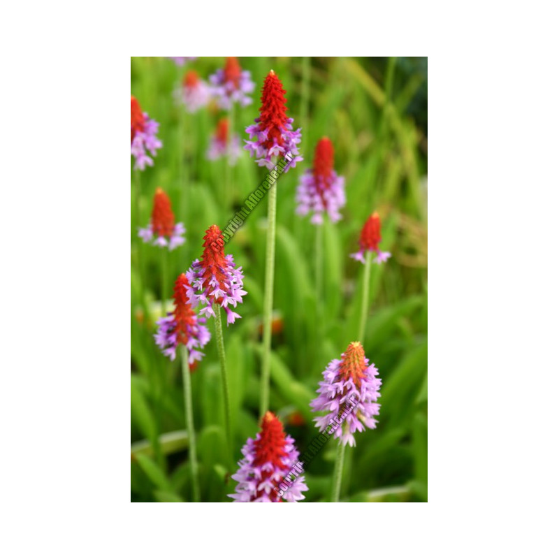 Primula vialii