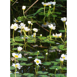 Ranunculus aquatilis