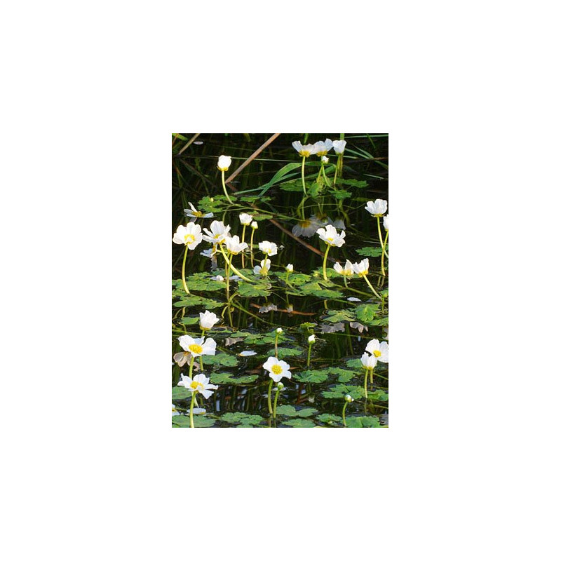 Ranunculus aquatilis