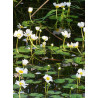Ranunculus aquatilis