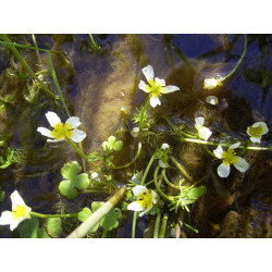 Ranunculus aquatilis