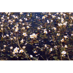 Ranunculus aquatilis
