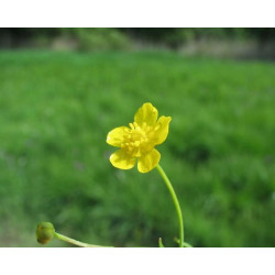 Ranunculus flammula