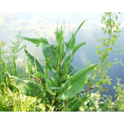 Rumex hydrolapathum