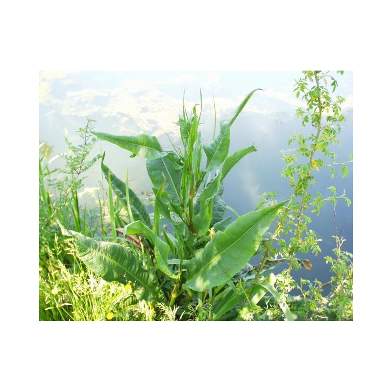Rumex hydrolapathum