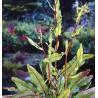 Rumex sanguinea