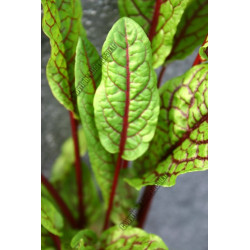 Rumex sanguinea
