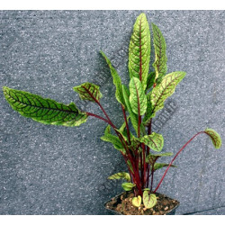 Rumex sanguinea