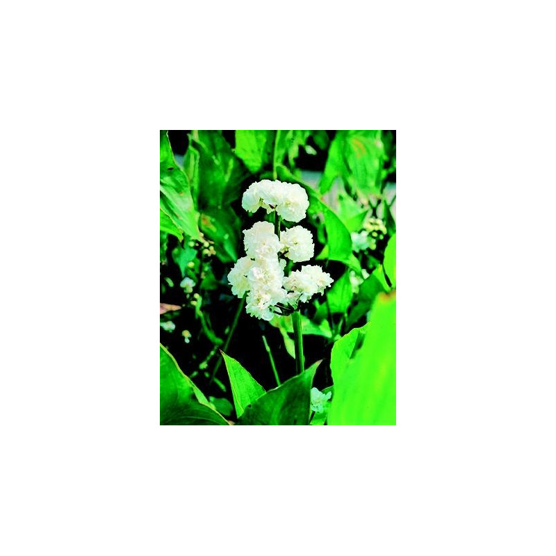 Sagittaria japonica flore plena