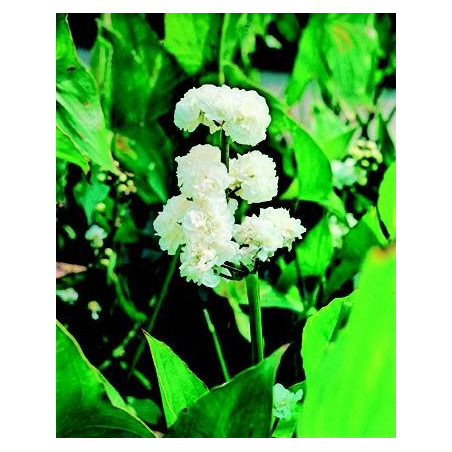 Sagittaria japonica flore plena