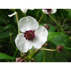 Sagittaria sagitifolia