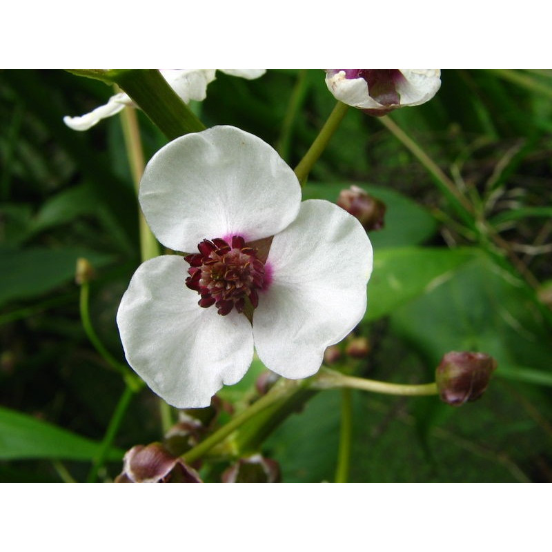 Sagittaria sagitifolia