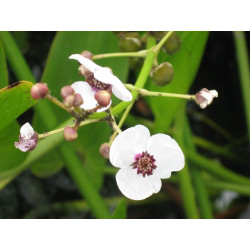 Sagittaria sagitifolia