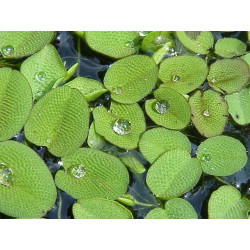 Salvinia natans