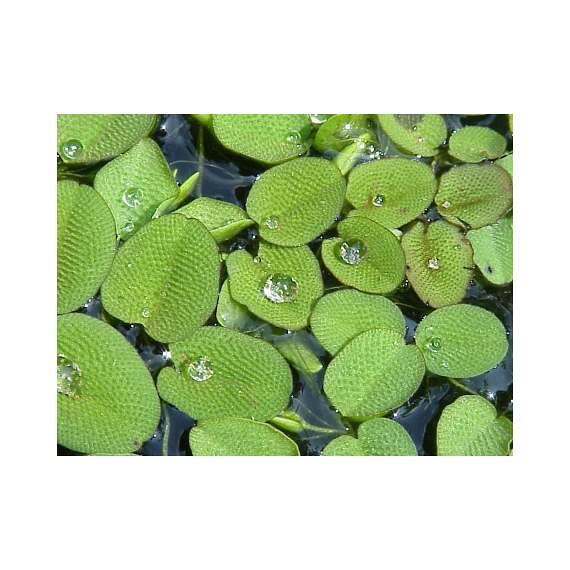 Salvinia natans
