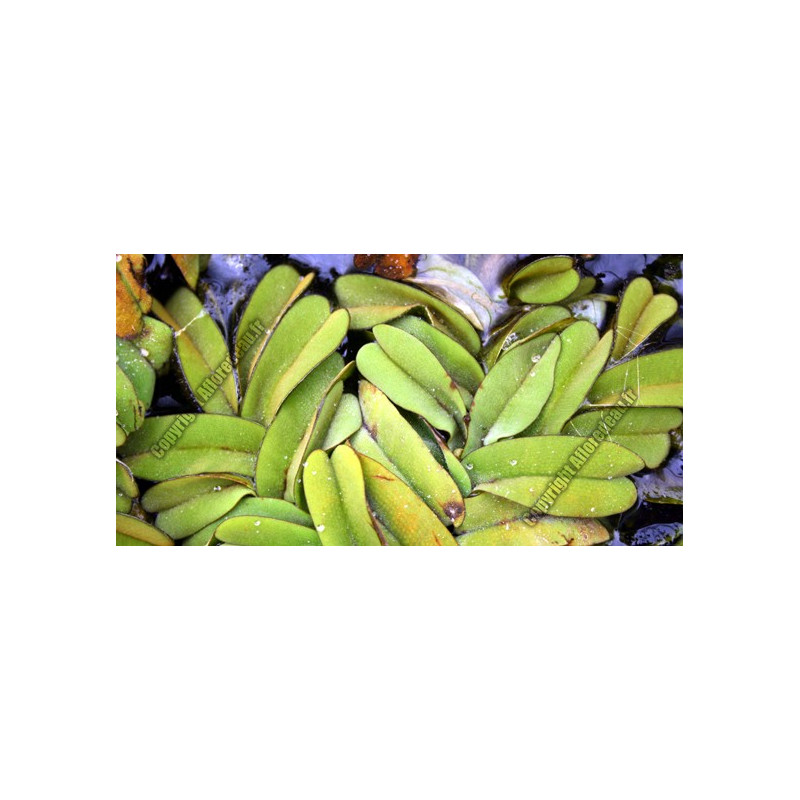 Salvinia oblongifolia