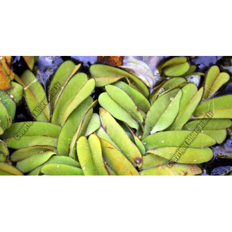 Salvinia oblongifolia