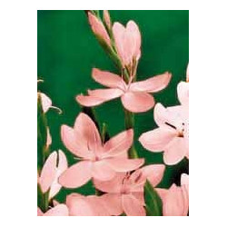 Schizostylus 'Mrs Hegarty' (rose)