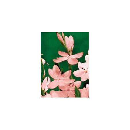 Schizostylus 'Mrs Hegarty' (rose)