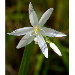 Schizostylus coccinea