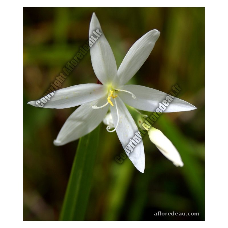 Schizostylus coccinea