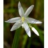 Schizostylus coccinea