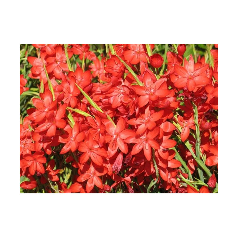 Schizostylus coccinea 'Major' (rouge)